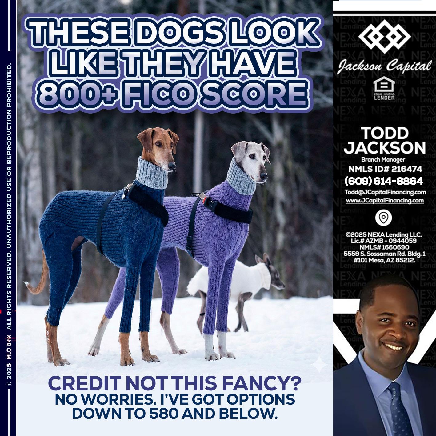 THESE DOGS LOOK - Jackson Capital -Branch Manager